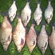 Carp bream