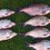 Carp bream
