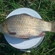 Prussian carp