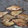 Carp bream