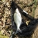 Carp bream