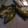 Tench