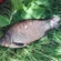 Prussian carp