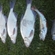 Carp bream