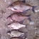 Carp bream
