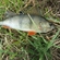 Eurasian perch