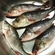 Eurasian perch