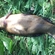 Tench