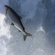 European whitefish