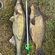 Pike perch