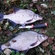 Carp bream