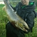 Atlantic salmon