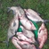 Carp bream
