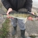 Pike perch