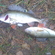 Eurasian perch