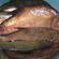 Carp bream