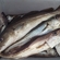 Atlantic cod
