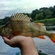 Eurasian perch