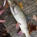 Barbel