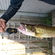 Pike perch
