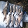 Crucian carp