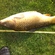 Carp