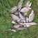 Carp bream