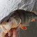 Eurasian perch