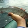 Grayling