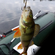 Eurasian perch