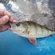 Eurasian perch
