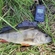 Eurasian perch
