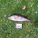 Eurasian perch