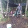 Carp bream