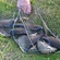 Prussian carp