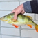 Eurasian perch