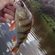 Eurasian perch