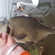 Carp bream
