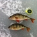 Eurasian perch