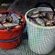 Prussian carp