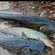 Wels catfish