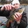 Eurasian perch