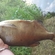 Carp bream