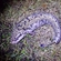 Burbot