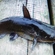 Wels catfish
