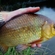 Crucian carp