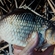 Prussian carp