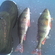 Eurasian perch