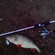 Eurasian perch