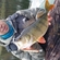 Eurasian perch